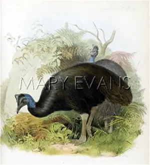 Casuarius: CASSOWARY (BENNETTII)