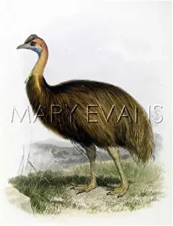 Casuarius: CASSOWARY (BICARUNCULA.)