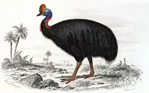 Cassowary: Cassowary (Casarius galeatus)