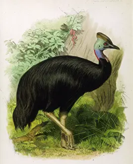Casuarius: CASSOWARY (GALEATUS)