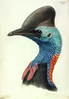 Casuarius: Cassowary Head