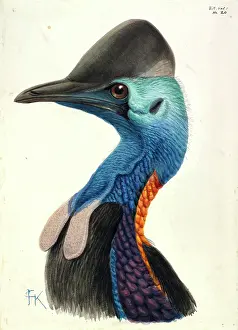 Cassowary Head