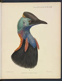 Gerrard: Cassowary by JG Keulemans