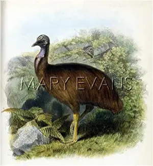 Casuarius: CASSOWARY (UNPAPPENDIC.)