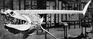 Apr18: Cast of a basking shark(Selache Maxima)