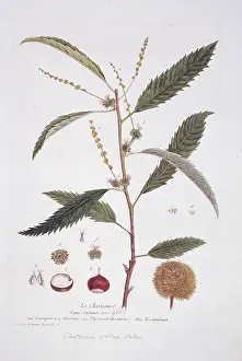 Castanea, chestnut