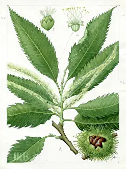 Isobel: Castanea sativa - sweet chestnut