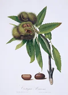Sativa: Castanea sativa, sweet chestnut tree
