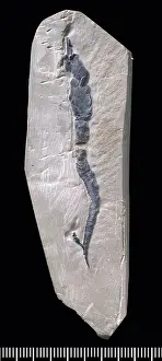 Vali: Castericystis vali, a fossil Carpoid