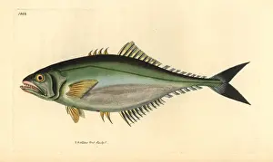 Oligoplites: Castin leatherjacket, Oligoplites saliens