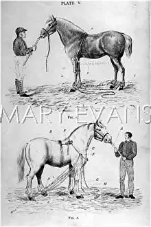 Harnessing: CASTING HARNESS HORSE