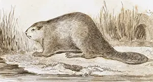 Castor: Castor
