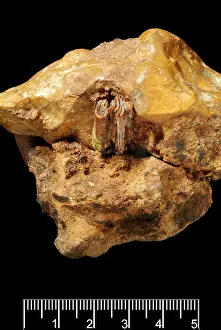 Forgery: Castor fiber, Eurasian beaver
