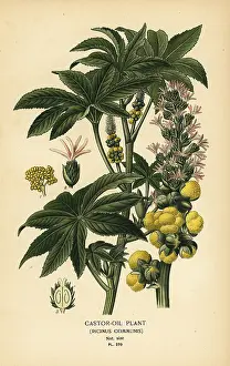 Ricinus: Castor-oil plant, Ricinus communis