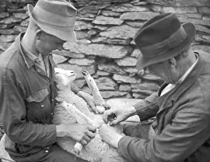 Castration: Castrating a lamb on a Welsh farm