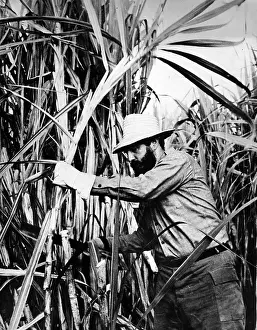 Minsters: Castro Helps With Sugar Harvest