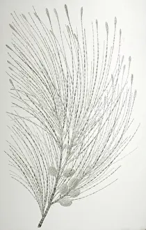 Endeavour: Casuarina equisetifolia, beach sheoak