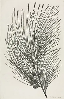 Endeavour: Casuarina equisetifolia, beach sheoak