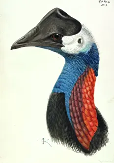 Nape: Casuarius bennetti, dwarf cassowary