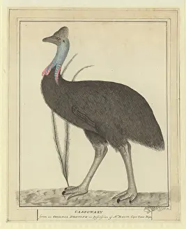 Mimosa: Casuarius casuarius, southern cassowary