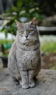 Furry: Cat