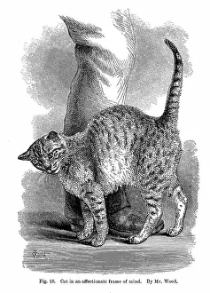 Emotions: Cat in affectionate frame of mind. From Charles