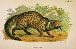 Civettictis: CAT / AFRICAN CIVET 1860