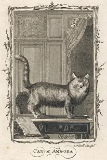 Comte: Cat of Angora