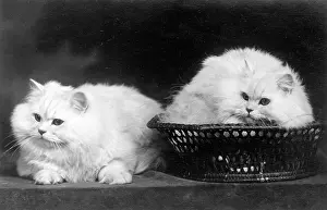 Comfortably: CAT IN BASKET