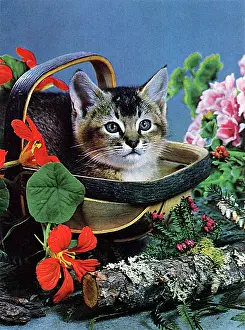 Trug: Cat in a basket, with flowers