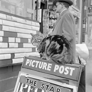 Perusing: Cat On A Board