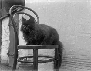 Boswell: Cat Boswell