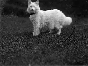 Boswell: Cat Boswell