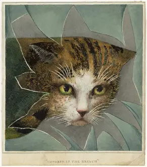 Windowpane: CAT AND BROKEN WINDOW