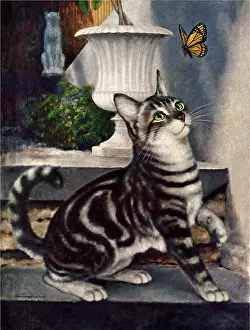 Girard: Cat and Butterfly