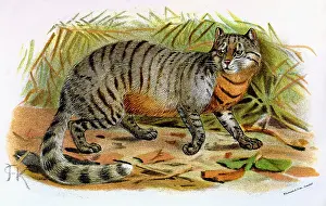 C1860: CAT / CAFFRE C1860