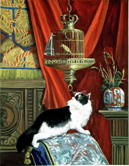 Birdcages: Cat and Caged Bird