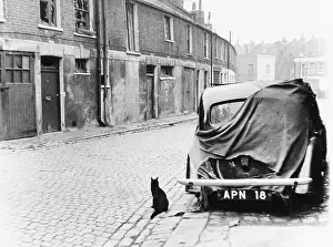 Garages: Cat and car in Addison Place