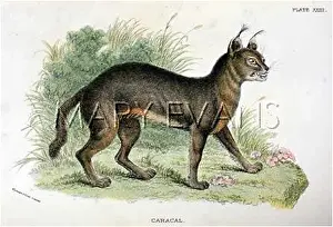 Caracal: CAT / CARACAL C1860