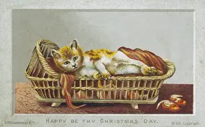 Spender Collection: CAT IN CAT BASKET