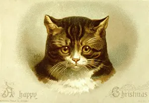 Whiskers: Cat on a Christmas card