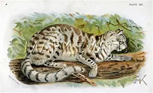 Colocolo: CAT / COLOCOLO C1860