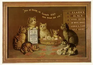 Picturpic: The Cat Congress