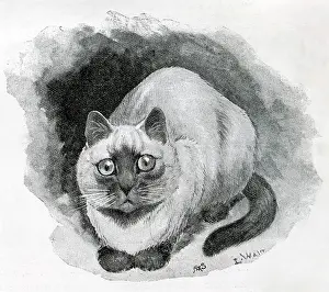 Siam: The Cat Show at the Crystal Palace by Louis Wain