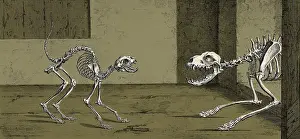 Barking: Cat and Dog Skeletons, 1733