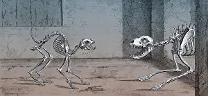 Barking: Cat and Dog Skeletons, 1733