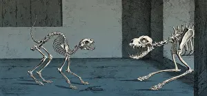 Barking: Cat and Dog Skeletons, 1733