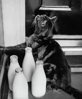 Pint: Cat on doorstep with four pints of milk