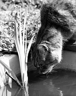 Robin Adler: Cat drinking water from a garden pond