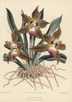 Winterton: Cat-face orchid, Huntleya burtii